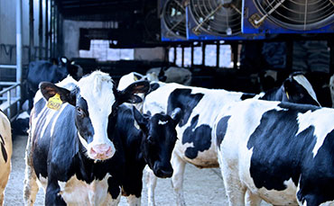 2025生鮮乳保鮮利器：國(guó)內(nèi)優(yōu)質(zhì)牛奶制冷罐廠家大盤(pán)點(diǎn)